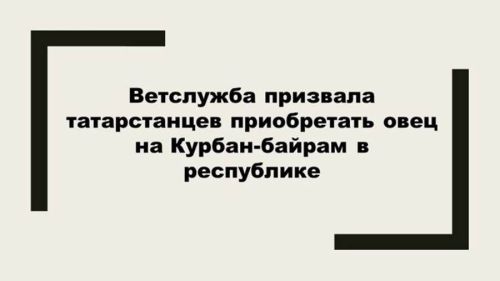 Татарстанлыларны Корбан гаете өчен сарыкларны республика эченнән генә алырга чакыралар
