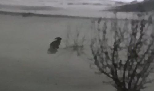 Вечерние гости: в Лаишеве зайцы вышли к людям