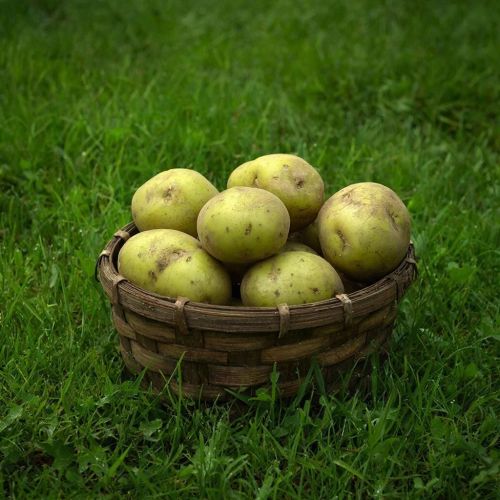 Почему нельзя есть зелёный картофель?