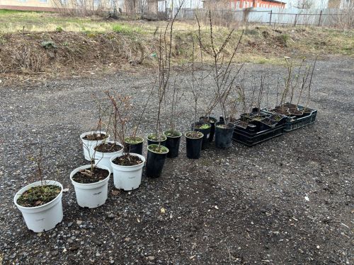 Садовый сезон в Лаишево: советы эксперта по посадке