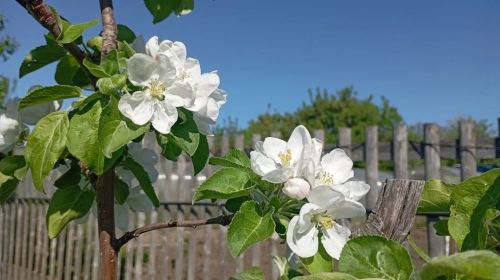 Весенний сад: красота и аромат майских цветов