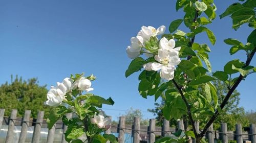 Весенний сад: красота и аромат майских цветов