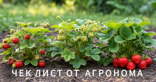 Секрет крупной клубники: майский чек-лист