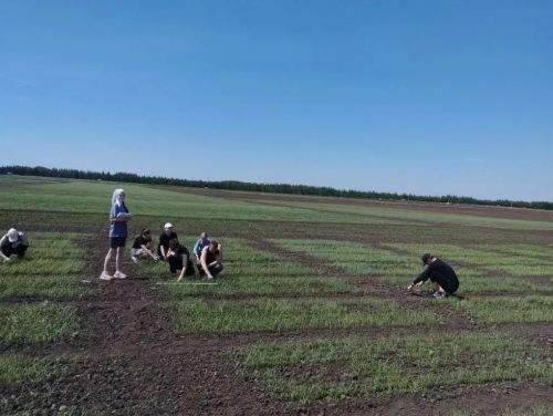 В Лаишевском районе ведется учет всходов на опытных полях «Агробиотехнопарка» КГАУ