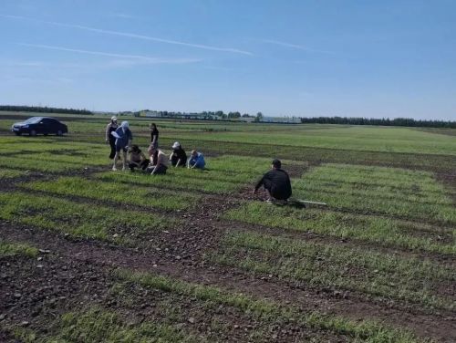 В Лаишевском районе ведется учет всходов на опытных полях «Агробиотехнопарка» КГАУ