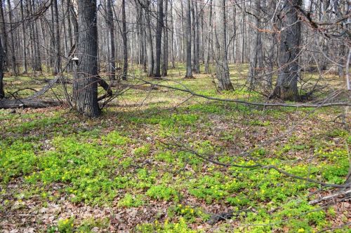 Весеннее пробуждение природы: майские радости