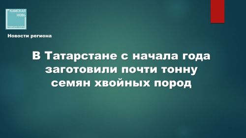 В Татарстане с начала года заготовили почти тонну семян хвойных пород