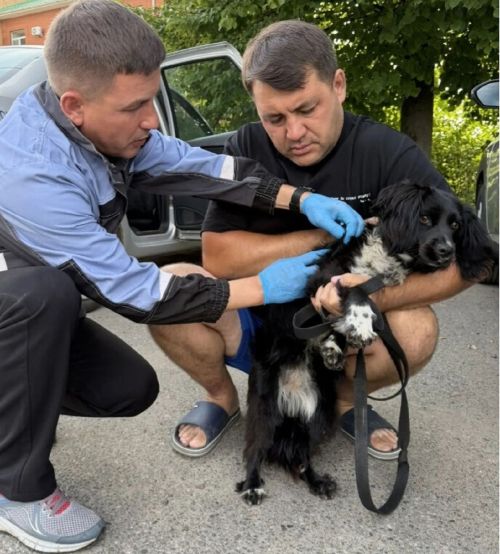 В Лаишевском районе продолжают вакцинировать и чипировать домашних животных