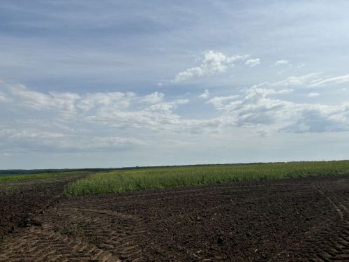 В Бутырях прошёл День поля HORSCH: современные технологии для эффективного земледелия