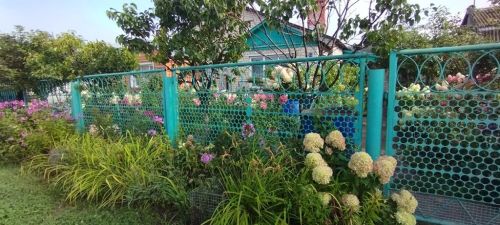 Цветущие гортензии стали украшением палисадника Галины Дегтяревой