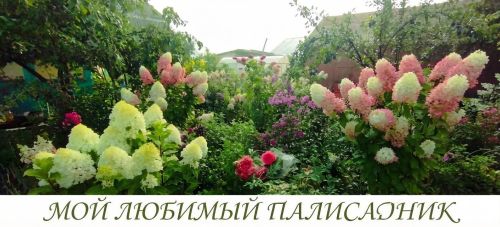 Цветущие гортензии стали украшением палисадника Галины Дегтяревой