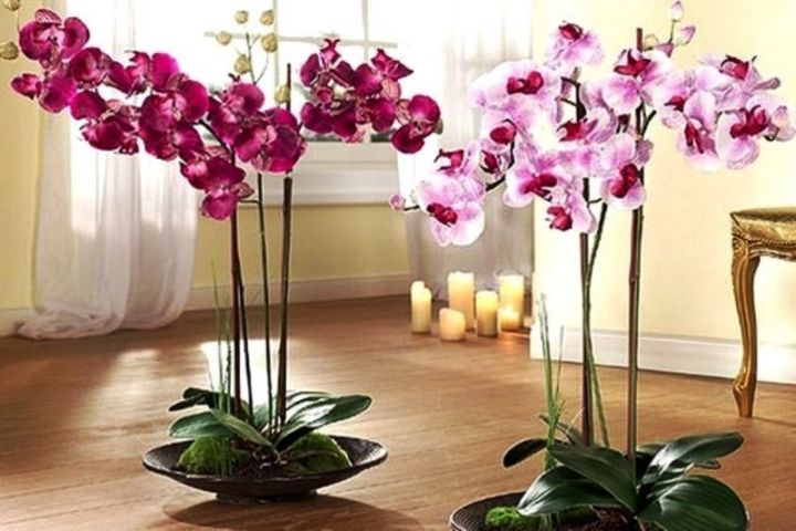 Орхидея вредна для мужчин?