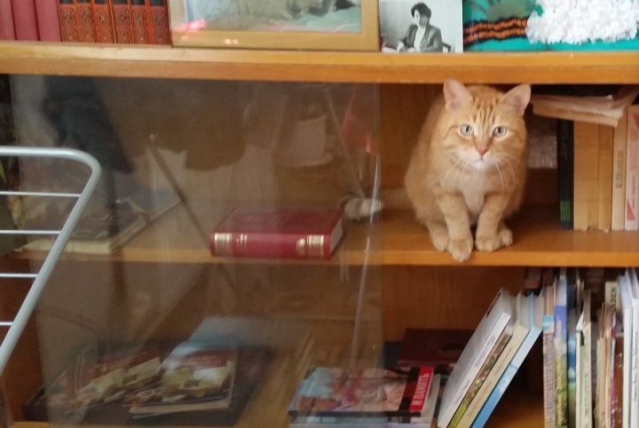 Фотоприкол. Лаишевский кот-книголюб.