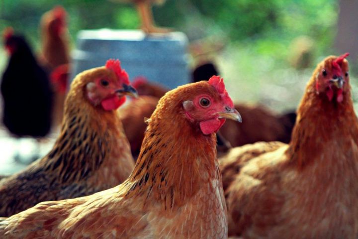 В Лаишевском районе существует опасность заражения птичьим гриппом