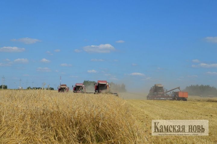 Урожай зерновых в республике убран с 21 процента площадей.