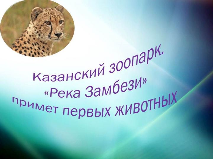 В Казани скоро откроется "Река Замбези" - новая часть зоопарка