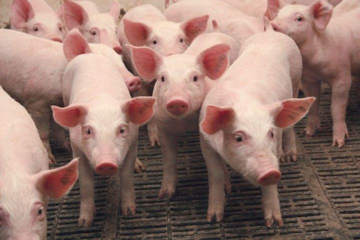 В Татарстане выросло производство свинины