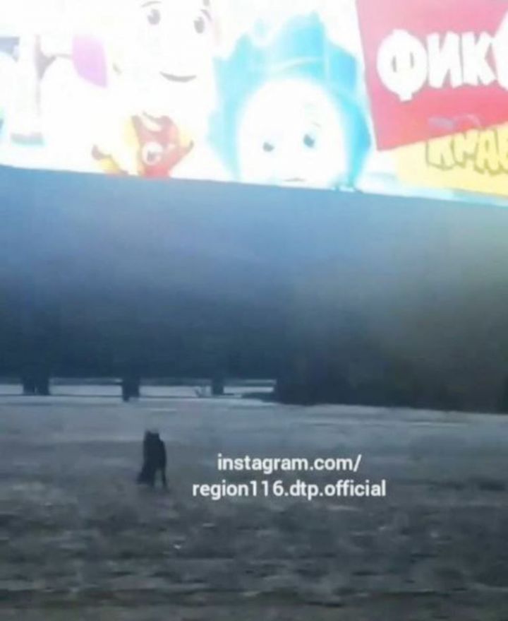 На видео попало, как  лиса охотится на мышь у стен «Казань-Арены»