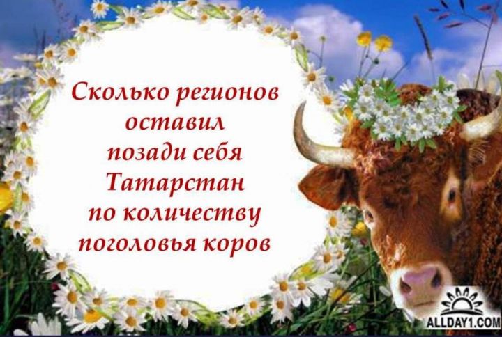 Сколько регионов оставил позади себя Татарстан по количеству поголовья коров