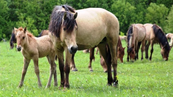 Фермер республики нашел свое призвание в возрождении татарской породы лошадей