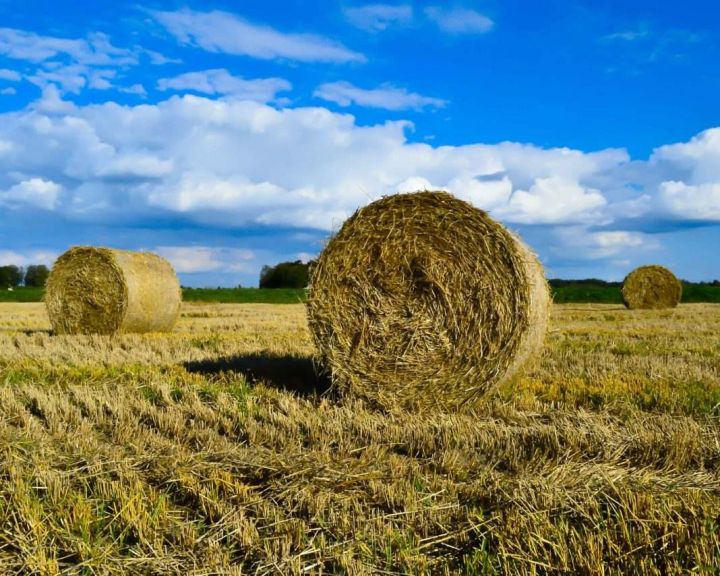 Минсельхоз РТ: В Татарстане необходимо заготовить не менее 1,8 млн. тонн кормовых единиц