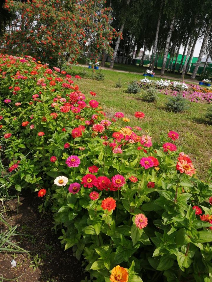 Украсим свой сад цветами. Цветы именьковской средней общеобразовательной школы