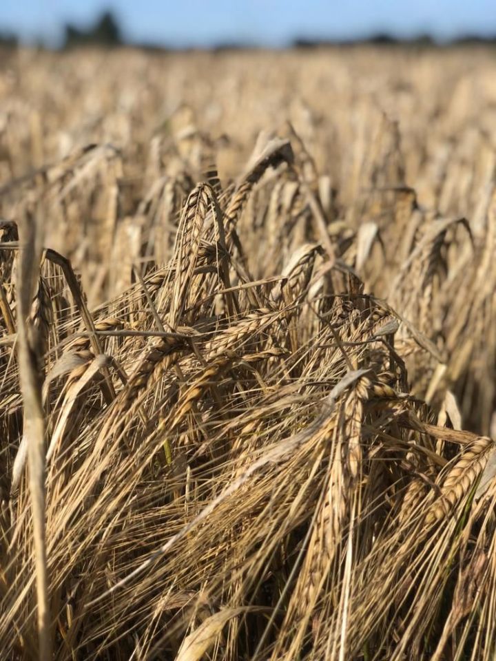 Аграрии Татарстана убрали зерновые и зернобобовые культуры с двух третей площадей