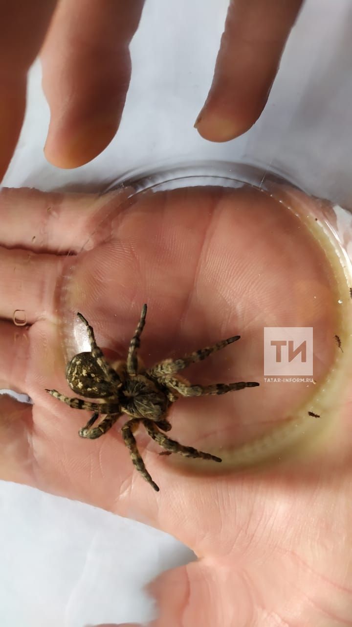 Напугавший жителей Тукаевского района  паук – редкий, ядовитый, для взрослых неопасный