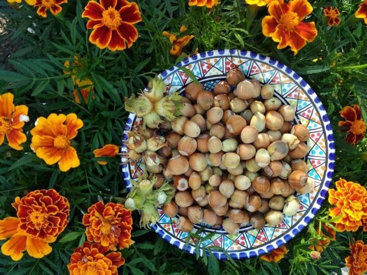 Урожай орехов от Резиды Гимадиевой