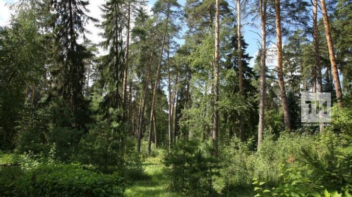 Около 200 млн рублей направят по нацпроекту «Экология» на сохранение лесов Татарстана
