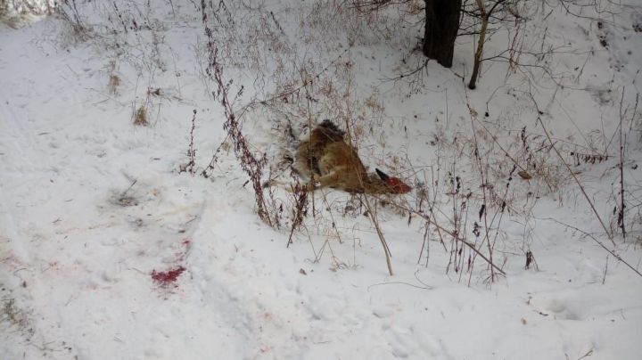 Браконьеры в Лаишевском районе застрелили трех лосей, двух косуль и кабана