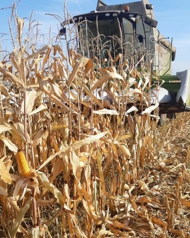 В Лаишевском районе самые высокие показатели урожайности кукурузы