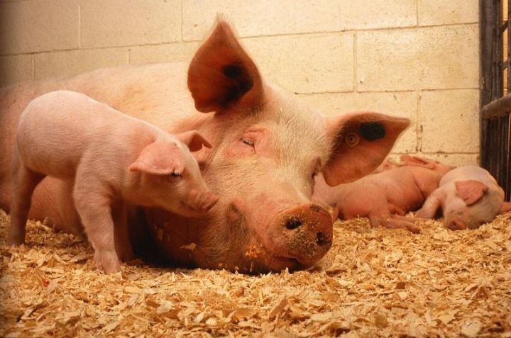 Обращение к свиноводческим предприятиям и владельцам свиней