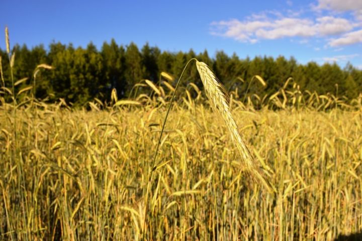 Ученые Татарстана вывели новый сорт пшеницы