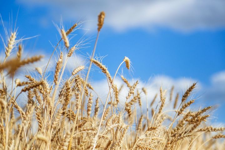 Сельхозпроизводители Татарстана могут получить льготные кредиты на полевые сезонные работы