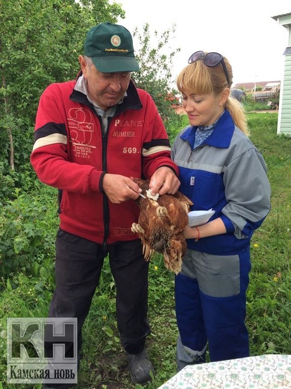 Птичий грипп приближается к Татарстану. Какие меры безопасности следует предпринять