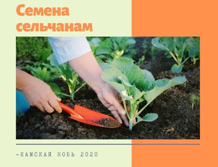 Жителям Лаишевского района безвозмездно передали семена
