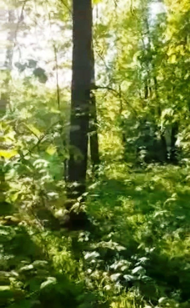 Видео от читателей. Такой весенний лес