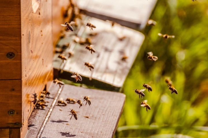 Пчеловоды, внимание! Планируется опрыскивание полей гербицидами