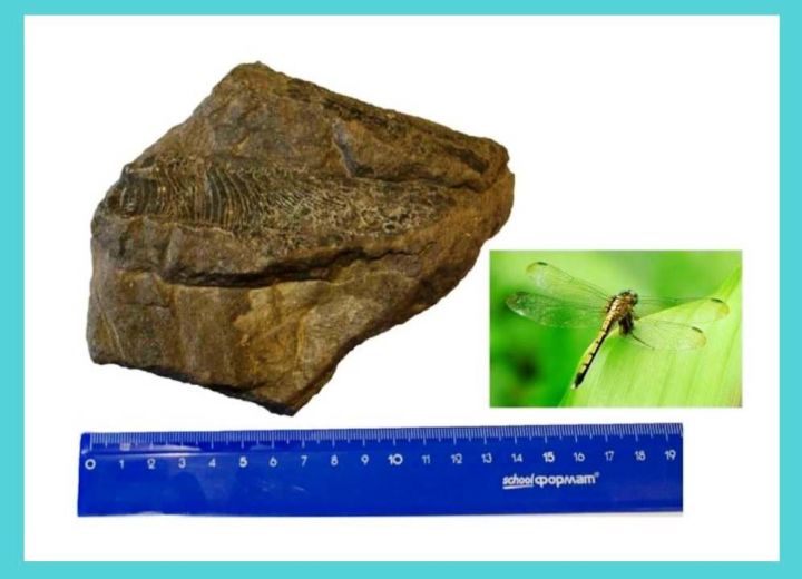 В Алексеевском районе нашли отпечаток стрекозы, жившей 200 - 140 миллионов лет назад