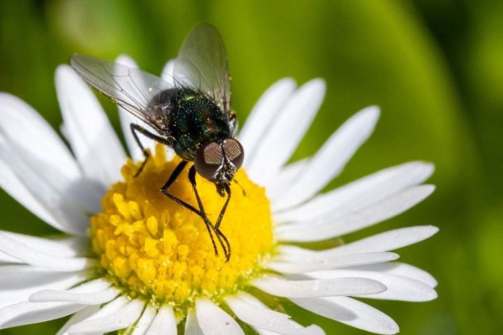 Химобработка полей: как предупредить гибель пчел