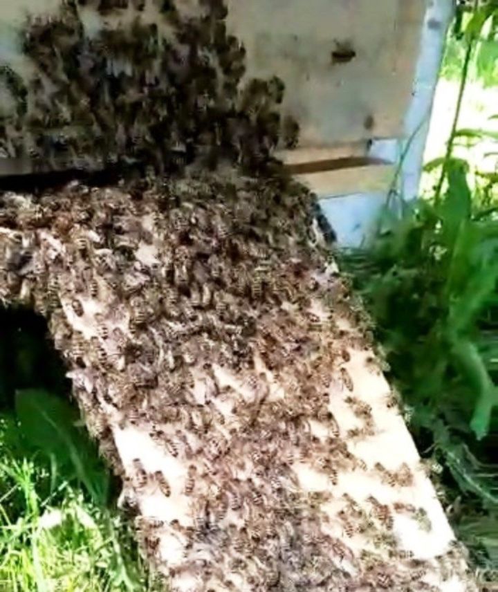 Видео читателей. Молодая матка пчелы вышла на облет