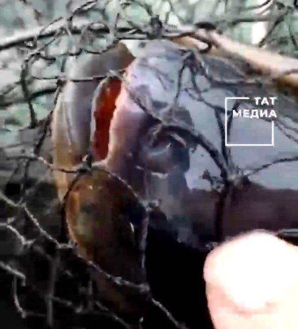 Рыбаку в Татарстане попалась рыба, схожая с пираньей
