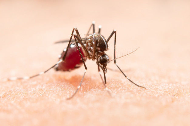 Почему комары кусают одних людей чаще, чем других