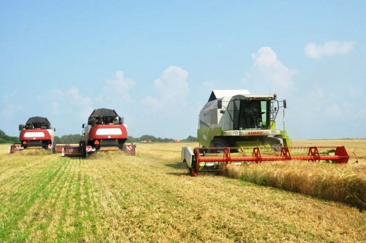 В Татарстане приступили к уборке зерновых и зернобобовых культур: убраны первые 30 тыс. га