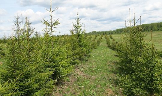 В Татарстане проводятся работы по естественному лесовосстановлению
