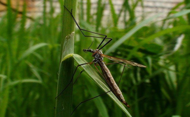 Как ведется борьба с малярийными комарами в Лаишевском районе