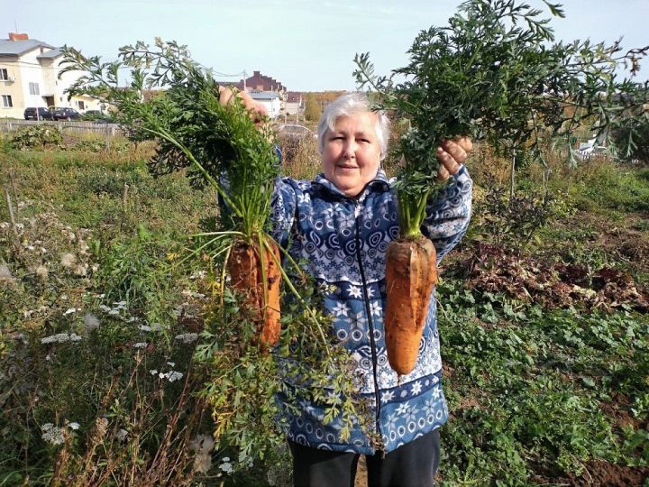 Гигантскую морковь вырастила жительница Лаишева