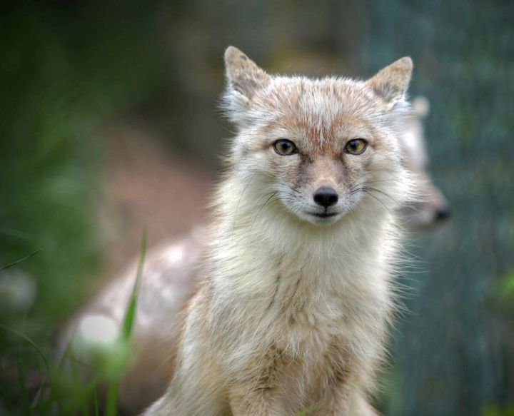 В Татарстане выявлены 96 особей степных лисиц
