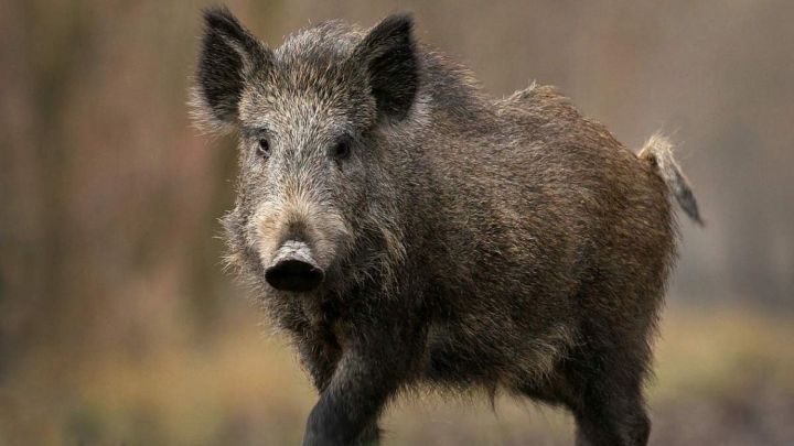 Существует высокий риск вспышки африканской чумы свиней среди диких кабанов